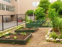 Straight from School Gardens to Lunchrooms: Delicious or Dangerous? Straight from School Gardens to Lunchrooms: Delicious or Dangerous?