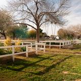 Mesquite Elementary School Photo #5 - Our on-campus garden is a great place for students, staff, families, and the community to gather and grow together.