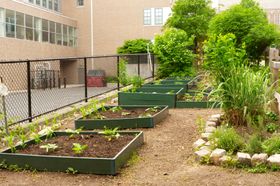 Straight from School Gardens to Lunchrooms: Delicious or Dangerous?